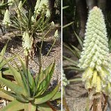 Aloe lavranosii JL Dscf1929.jpg